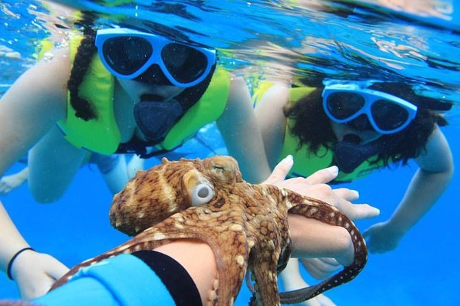 Ko Olina Catamaran Sail and Snorkel with Lunch - Snorkeling among fish, turtles, and possible dolphins