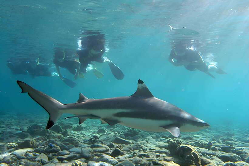 Ko Phi Phi Don: Speedboat Day Trip with Shark Snorkeling - Why this five-hour trip works so well