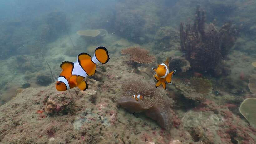 Ko Phi Phi Don: Speedboat Day Trip with Shark Snorkeling - Pileh Lagoon brings the postcard scenery