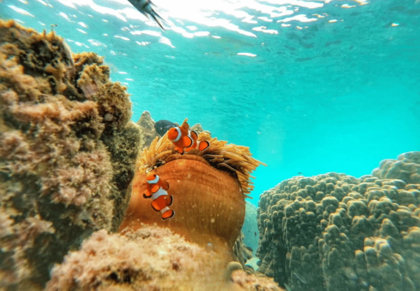 Ko Samet: 5 or 6 Islands Snorkeling Tour with Lunch Option - Lunch, Fruit, and the Important Morning Tour Detail