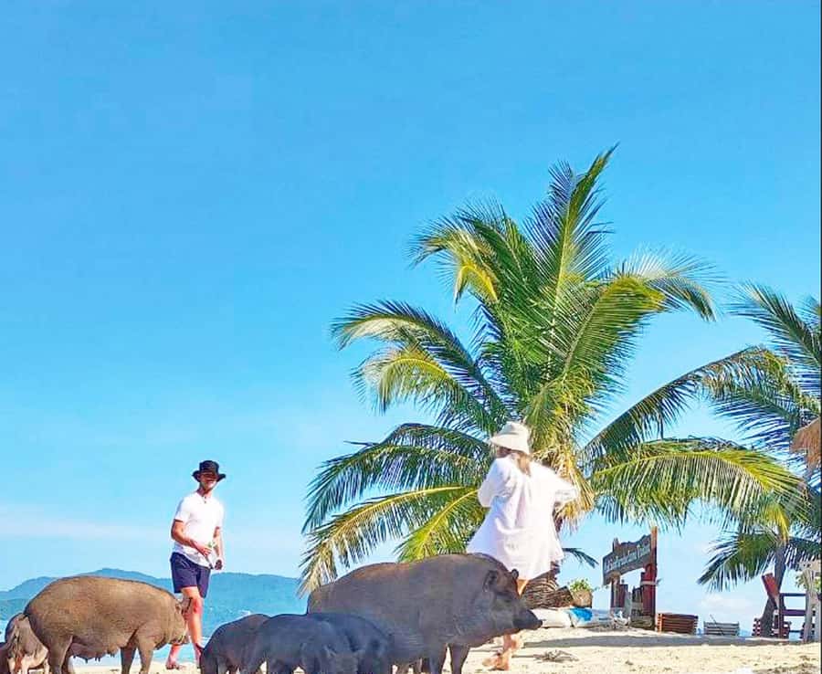 Ko Samui: Pig Island Snorkeling and Koh Tan Speedboat Tour - Quick points to know before booking
