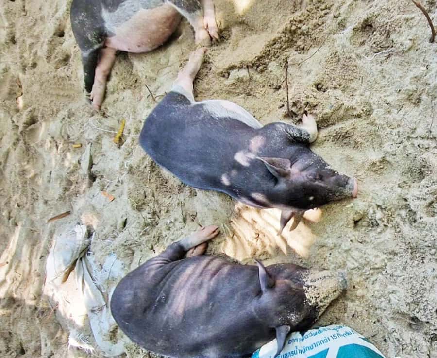 Ko Samui: Pig Island Snorkeling and Koh Tan Speedboat Tour - Who will enjoy this tour most?