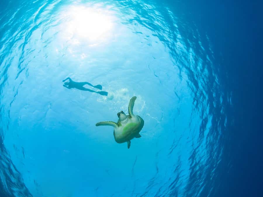 Ko Samui: Unique Ko Tao & Ko Nang Yuan Snorkeling Day Trip - An early start from Koh Samui
