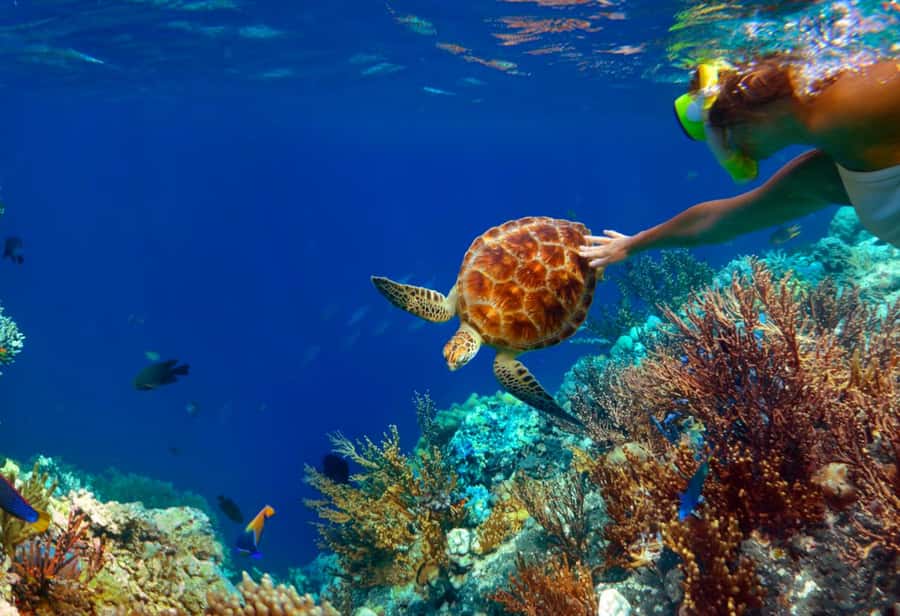 Ko Samui: Unique Ko Tao & Ko Nang Yuan Snorkeling Day Trip - Japanese Garden snorkeling