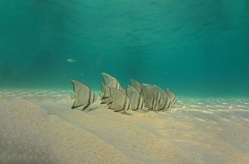 Ko Tao: Late Riser Snorkeling Tour with Lunch and Photos - The Boat Ride Back and Free Photos