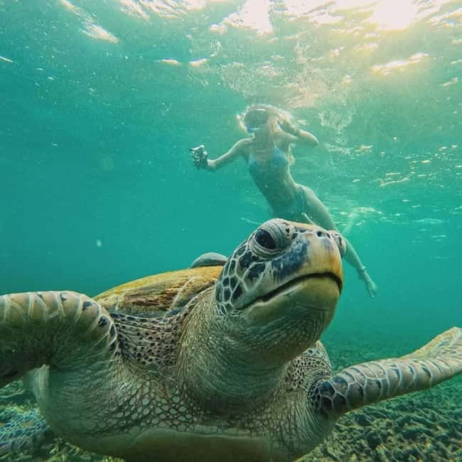 Ko Tao: Tao-Nangyuan Snorkeling Day Trip with Meals & Sunset - Who will get the most from the $62 price?