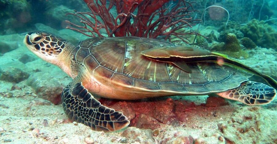 Koh Chang: Half-Day Snorkeling Adventure on a Speedboat - Key things to know before booking