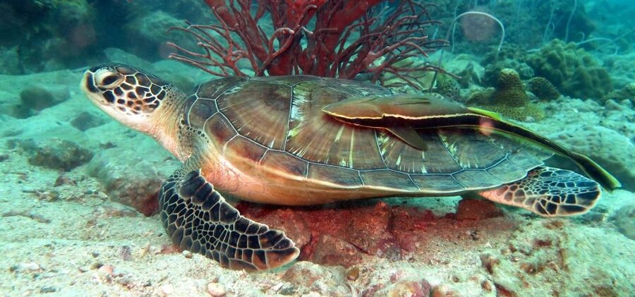 Koh Chang: Snorkeling Trip to Reefs or Wrecks with Lunch - Why this $32 boat trip offers good value