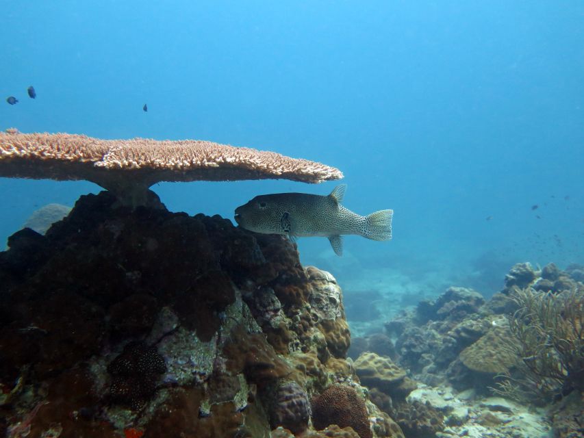 Koh Chang: Snorkeling Trip to Reefs or Wrecks with Lunch - Koh Yak Lek and the best chance for small sea life