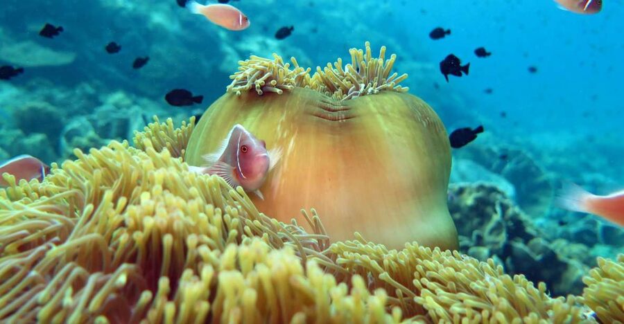Koh Chang: Snorkeling Trip to Reefs or Wrecks with Lunch - What the snorkeling is really like