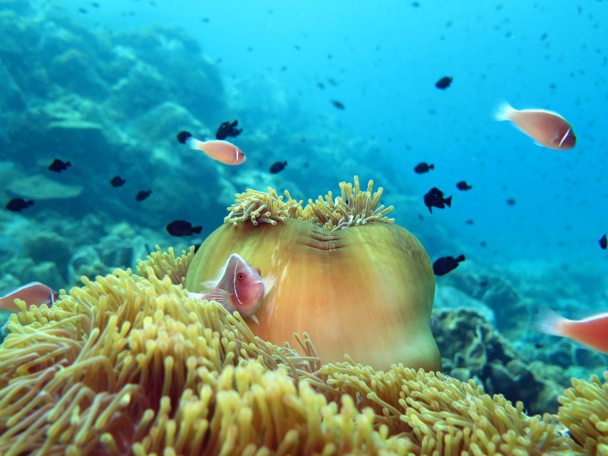 Koh Chang: Snorkeling Trip to Reefs or Wrecks with Lunch - Who should book this Koh Chang trip