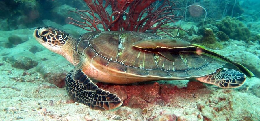 Koh Kood or Koh Rang: Snorkeling Day Trip with Buffet Lunch - Key points to know before booking