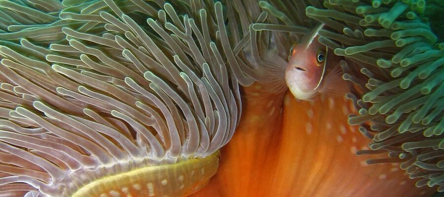 Koh Kood or Koh Rang: Snorkeling Day Trip with Buffet Lunch - Who should book this day trip?