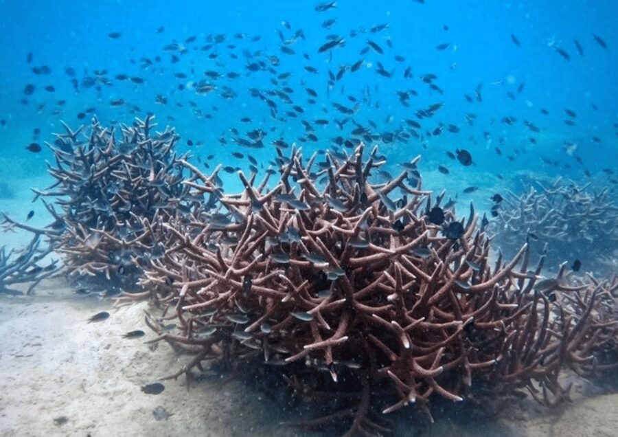 Koh Kood: Snorkeling Speedboat Tour with Lunch and Transfer - Lunch with an island view