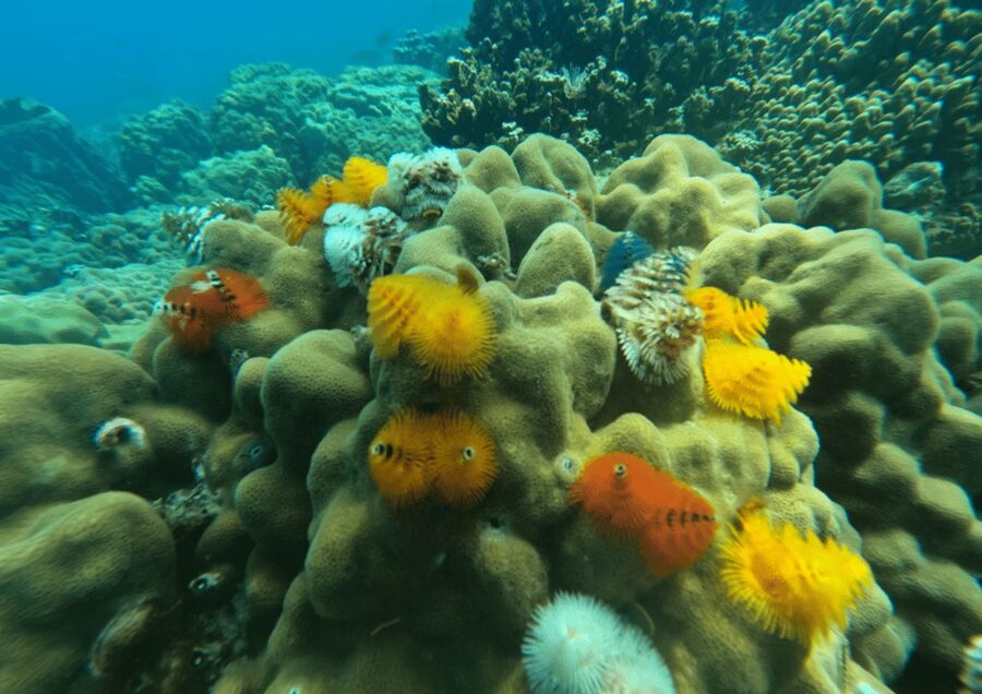 Koh Kood: Snorkeling Speedboat Tour with Lunch and Transfer - Who will enjoy this half-day outing