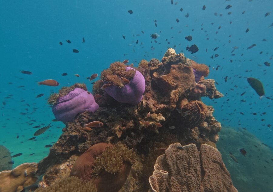 Koh Kood: Snorkeling Speedboat Tour with Lunch and Transfer - Booking details worth knowing