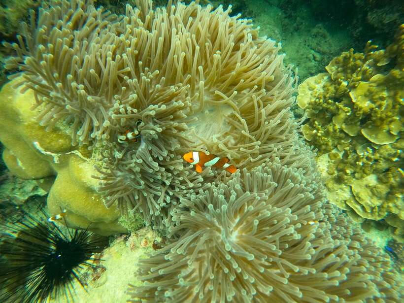 Koh Lanta: Phi Phi Islands Tour w/ Maya Bay, Snorkel & Lunch - Snorkeling: the day’s best chance to get in the water