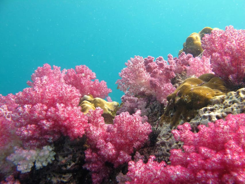 Koh Lipe: 5 Island Snorkeling Trip by Longtail Boat w/ Lunch - Koh Rawi: the best lunch break