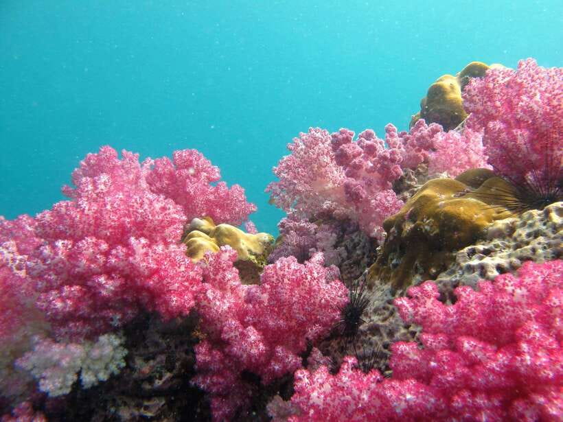 Koh Lipe: 5 Island Snorkeling Trip by Longtail Boat w/ Lunch - Jabang: beautiful coral, busy water