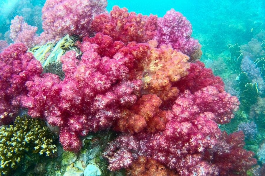 Koh Lipe: Full Day Multi-Island Snorkeling Trip with Lunch - Meeting at Pattaya Beach and Reggae Bar