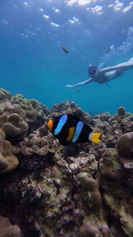 Koh Lipe: Half-Day Snorkeling (Morning/Afternoon/Sunset) - Choosing between the three Koh Lipe schedules