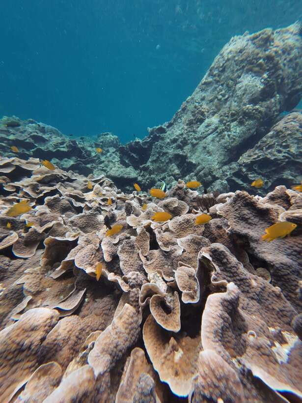 Koh Lipe: Half-Day Snorkeling (Morning/Afternoon/Sunset) - Jabang Island and its soft coral colors