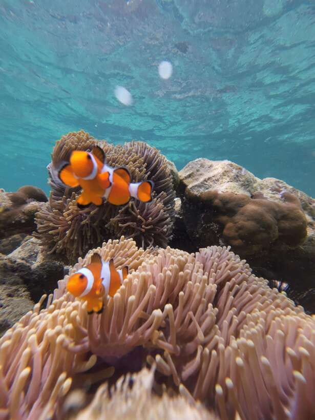 Koh Lipe: Half-Day Snorkeling (Morning/Afternoon/Sunset) - Koh Yang and the reef fish