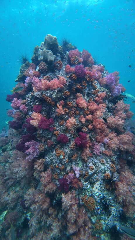 Koh Lipe: Half-Day Snorkeling (Morning/Afternoon/Sunset) - Meeting at Wichit Tour near Walking Street