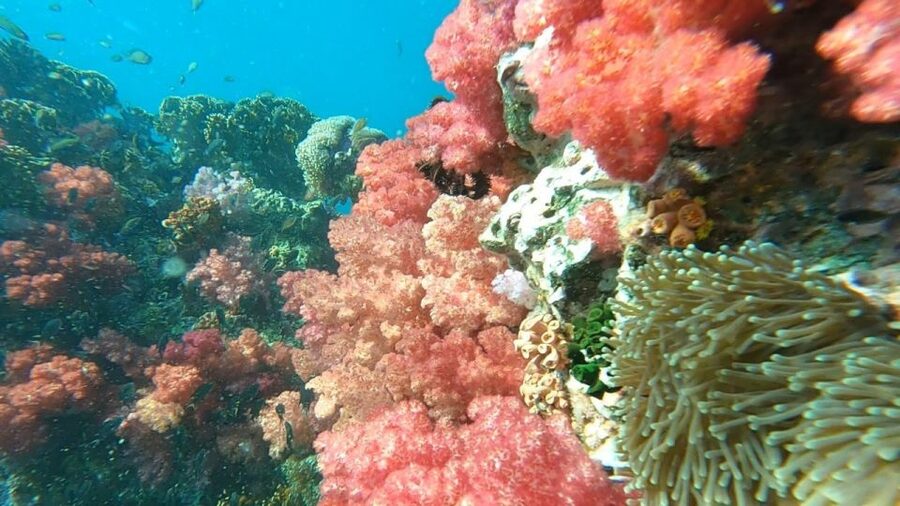 Koh Lipe: Longtail Boat Snorkeling Trip Program A - Key points to know before booking
