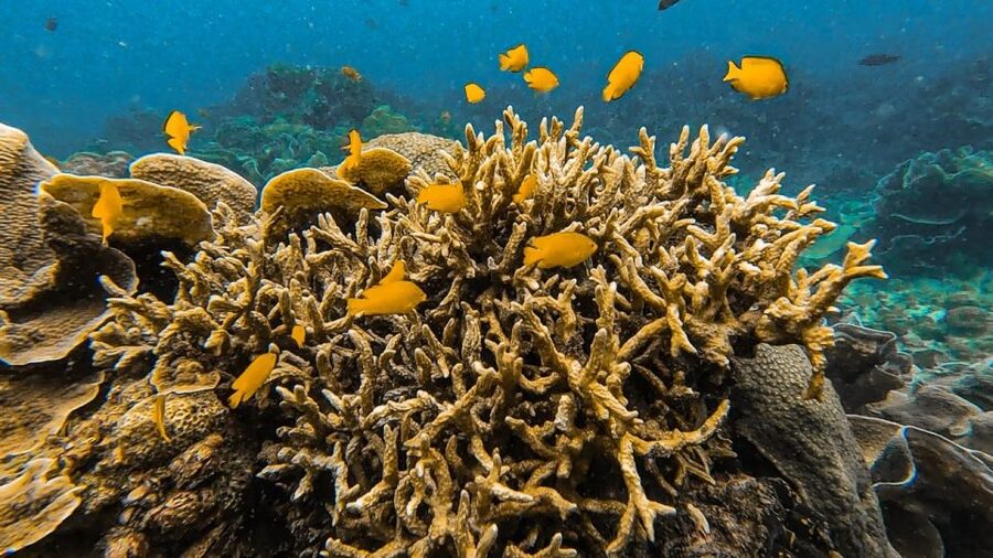 Koh Lipe: Longtail Boat Snorkeling Trip Program A - Hin Ngam’s polished black stones