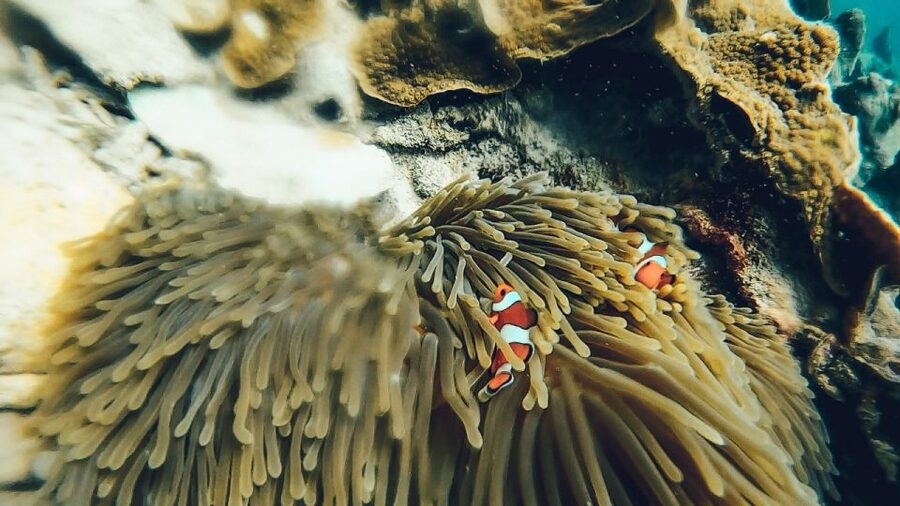 Koh Lipe: Longtail Boat Snorkeling Trip Program A - Rawi Island for lunch and a swim