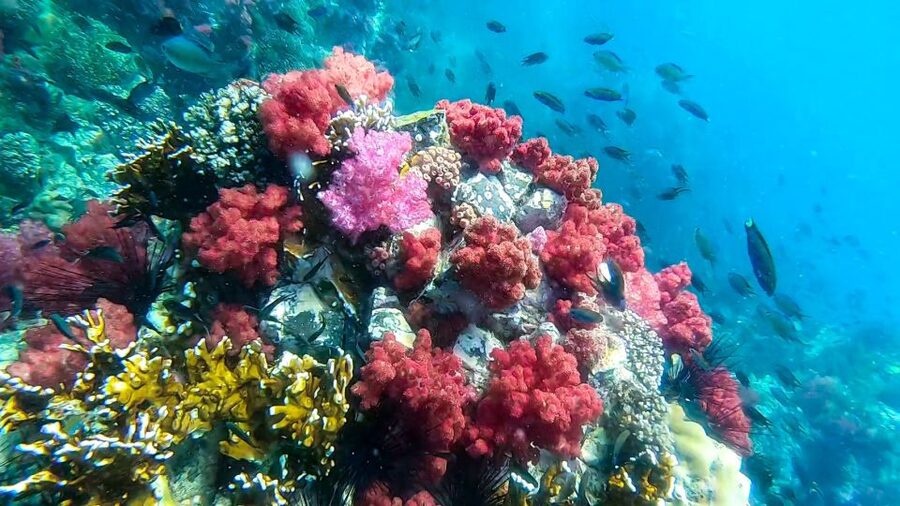 Koh Lipe: Longtail Boat Snorkeling Trip Program A - Adang Island and the final reef