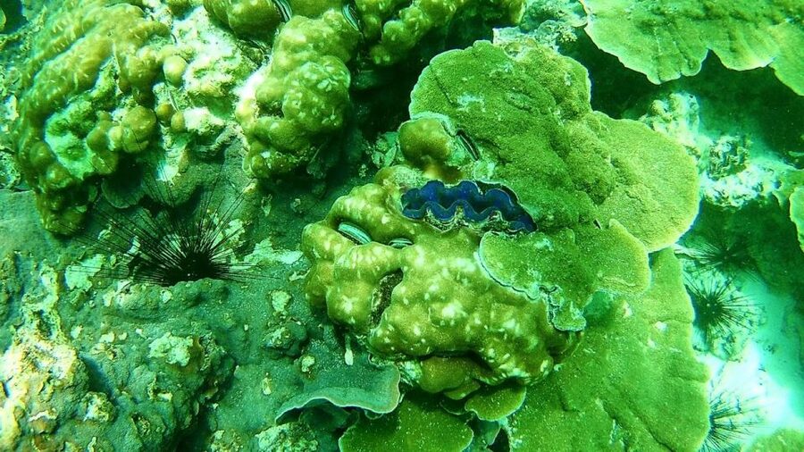 Koh Lipe Snorkeling Trip 6 hours Trip1 - Key points before you book
