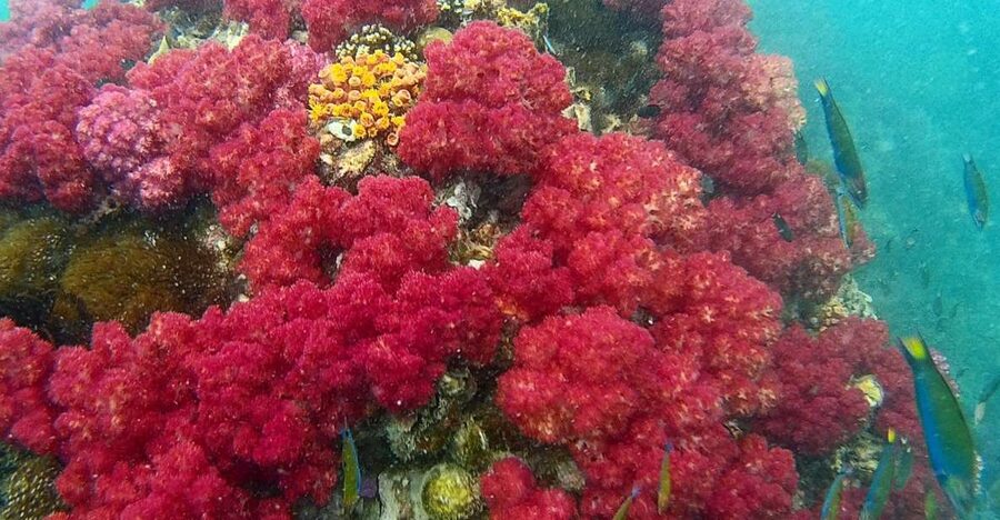 Koh Lipe Snorkeling Trip 6 hours Trip1 - What this six-hour Koh Lipe trip is really like