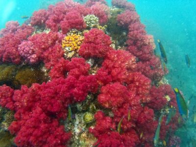 Koh Lipe Snorkeling Trip 6 hours Trip1