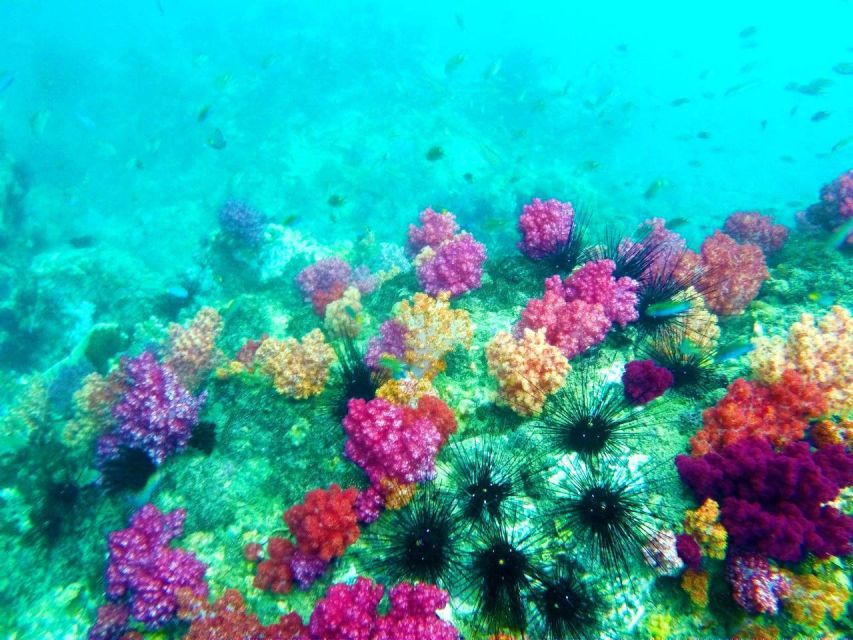 Koh Lipe Snorkeling Trip 6 hours Trip1 - Rawi Island at 11:00 a.m., the day’s main rest stop