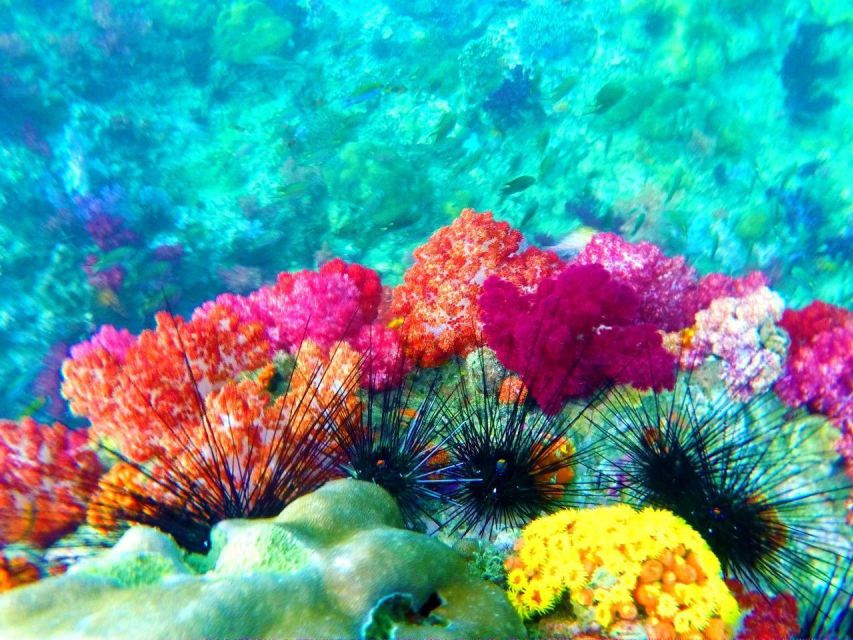 Koh Lipe Snorkeling Trip 6 hours Trip1 - Koh Yang at 1:00 p.m., the calmest reef stop