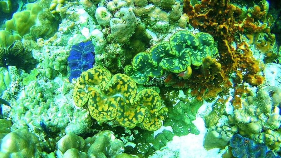 Koh Lipe Snorkeling Trip 6 hours Trip1 - Koh Adang’s Sai Sai Bay at 2:00 p.m., white sand and open space