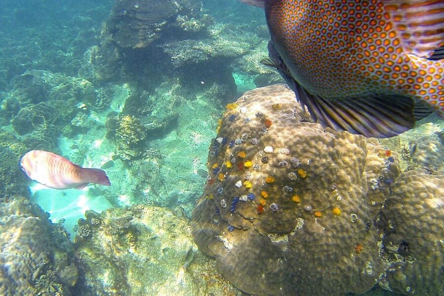 Koh Phangan: Koh Nangyuan & Koh Tao Boat Tour & Snorkeling - The 15-Minute Walk to Nangyuan Viewpoint