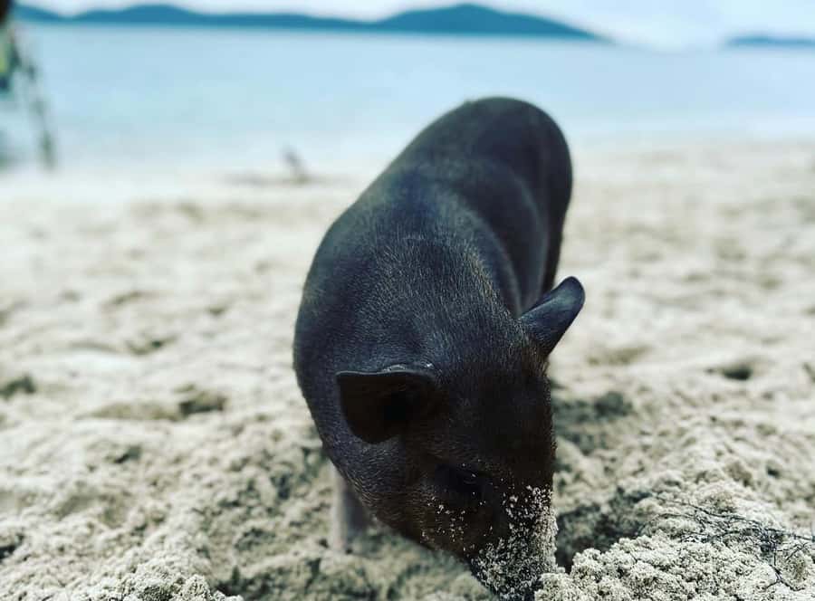 Koh Samui: Jetski Safari, Snorkeling to Pig & Virgin Islands - Why this jet ski safari is different