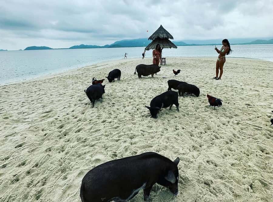 Koh Samui: Jetski Safari, Snorkeling to Pig & Virgin Islands - Who should book this Koh Samui activity?