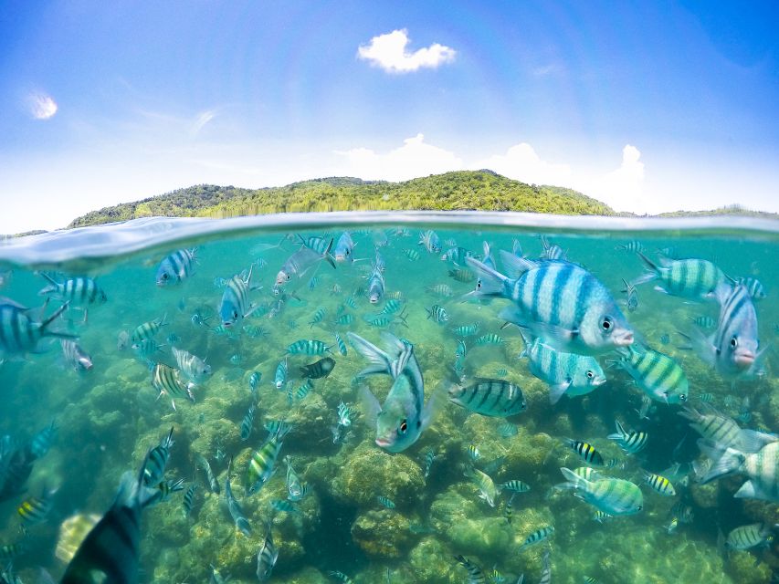 Koh Samui: Pig Island & Koh Tan Snorkeling by Speed boat - Key points to know before booking