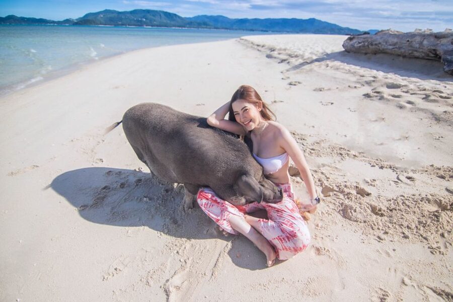 Koh Samui: Pig Island & Koh Tan Snorkeling by Speed boat - Timing, comfort, and who should book