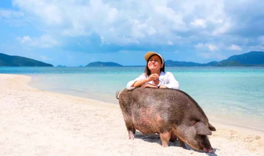 Koh Samui: Pink Dolphin, Pig Island, and Snorkeling Day Trip - What makes this Koh Samui day trip worth considering