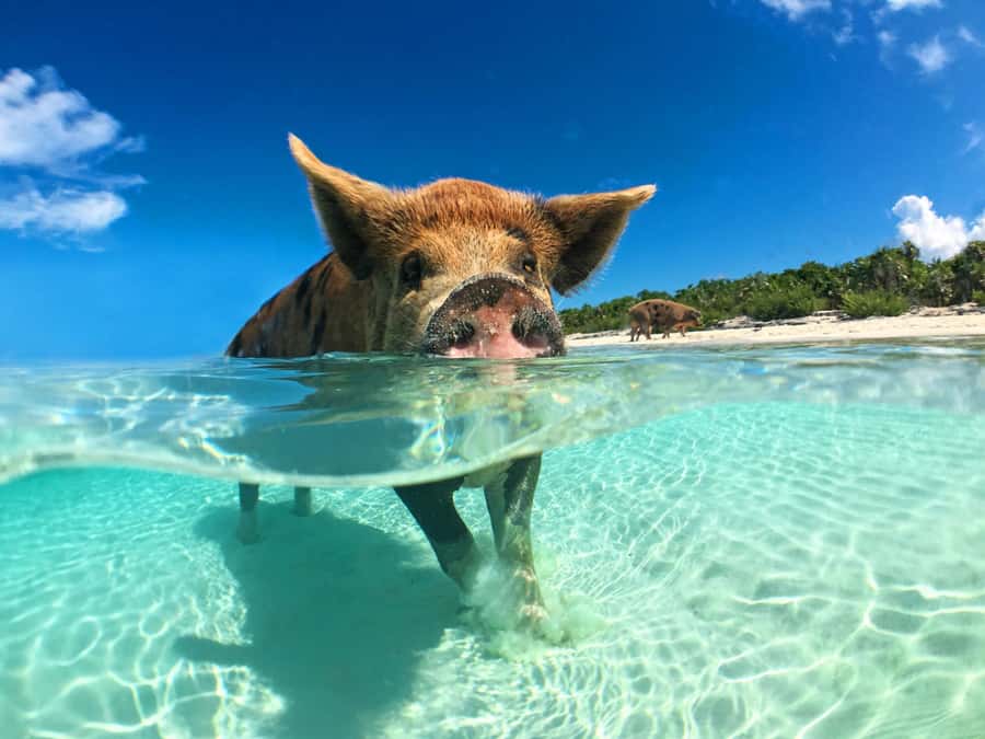 Koh Samui: Pink Dolphin, Pig Island, and Snorkeling Day Trip - The day begins with a fast ride across the Gulf