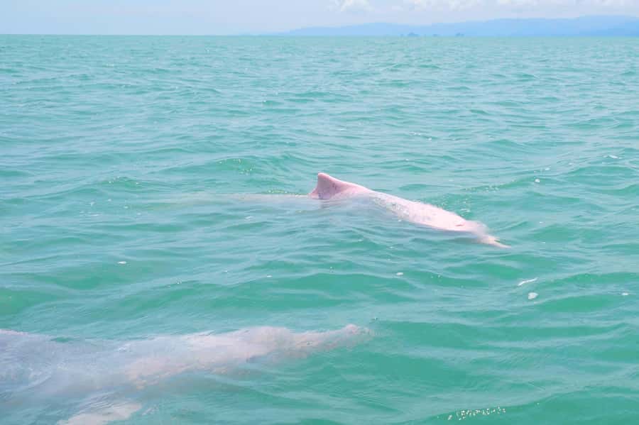 Koh Samui: Pink Dolphin, Pig Island, and Snorkeling Day Trip - Timing, comfort, and what to pack