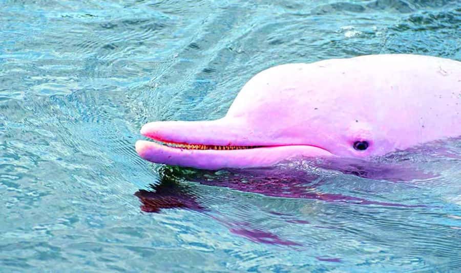 Koh Samui: Pink Dolphin, Pig Island, and Snorkeling Day Trip - Who will enjoy this trip most