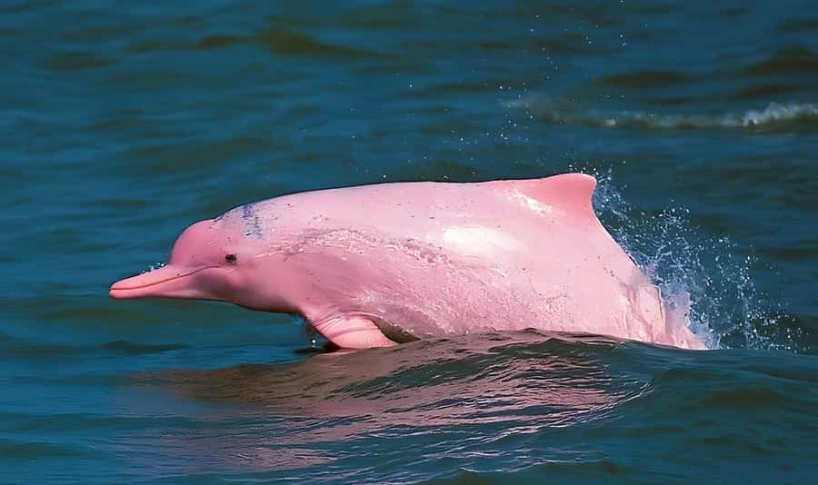 Koh Samui: Pink Dolphin, Pig Island, and Snorkeling Day Trip - Khanom dolphin watching is exciting, but never guaranteed