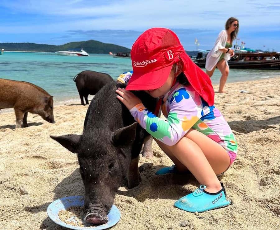 Koh Samui: Private Longtail Boat to Pig Island with Snorkel - Should you book the Koh Samui Pig Island trip?