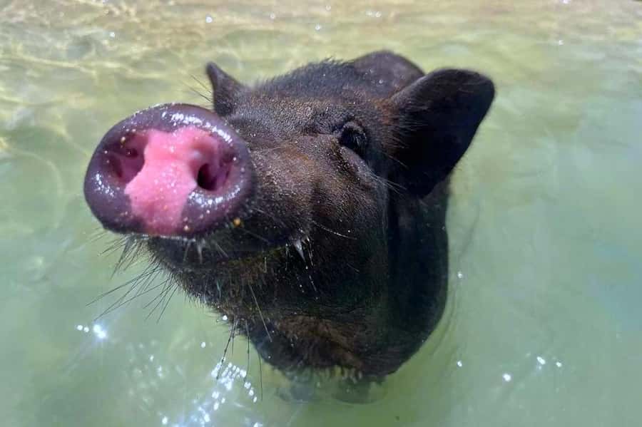 Koh Samui: Private Longtail Boat to Pig Island with Snorkel - Koh Madsum, where the pigs own the beach